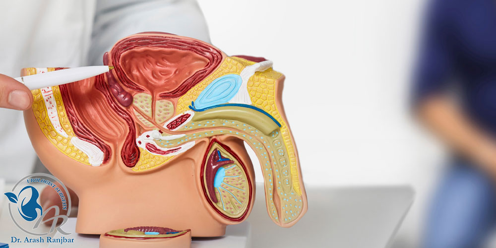 تفاوت متخصص کلیه و اورولوژیست